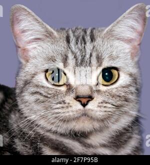 Britische Kurzhaar, Britische Kurzhaar-Katze (Felis silvestris f. catus), Portrait Stockfoto