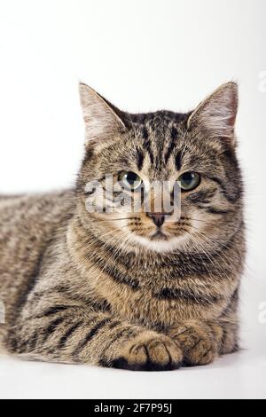 Hauskatze, Hauskatze (Felis Silvestris F. Catus) auf dem Boden liegend Stockfoto