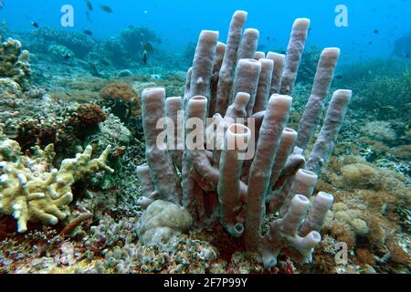 Großer Röhrenschwamm (Haliclona fascigera, Reniera fascigera), an einem Korallenriff, Indonesien, Molukken, Napo Talimao Stockfoto