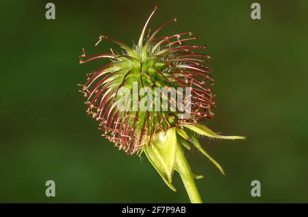 Gemeine Avene, Holzavenen, Kleeblatt (geum urbanum), Infrastruktur, Deutschland, Bayern Stockfoto