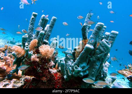 Großer Röhrenschwamm (Haliclona fascigera, Reniera fascigera), an einem Korallenriff, Indonesien, Molukken, Napo Talimao Stockfoto