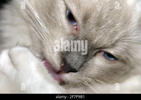 Ragdoll-Katzen (Felis silvestris f. catus) kümmern sich um ihr Fell Stockfoto