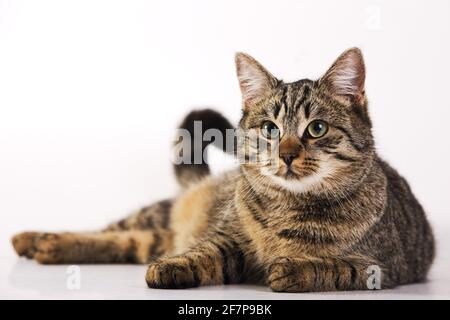 Hauskatze, Hauskatze (Felis Silvestris F. Catus) auf dem Boden liegend Stockfoto