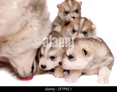 Sibirische Husky (Canis lupus f. familiaris), Husky-Babys mit Mutter Stockfoto