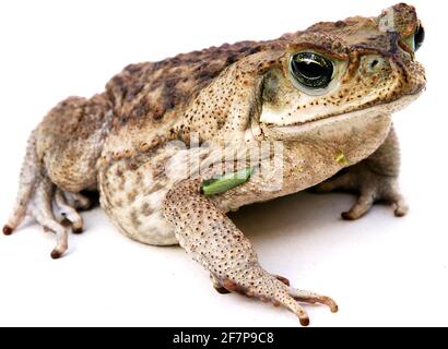 Riesenkröte, Marine-Kröte, Cane-Kröte, südamerikanische Neotropische Kröte (Bufo marinus, Rhinella Marina), seitlich, Ausschnitt Stockfoto