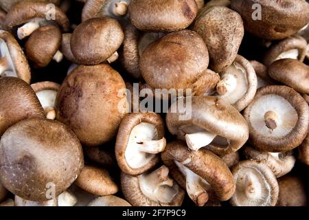 Shiitake (Lentinula edodes), Shiitake-Pilze Stockfoto