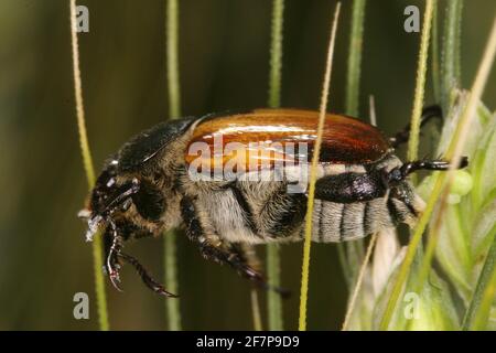 Gartenschäfer (Phyllopertha horticola, Phylloperta horticola), sitzt auf einem Grashalm, Österreich Stockfoto