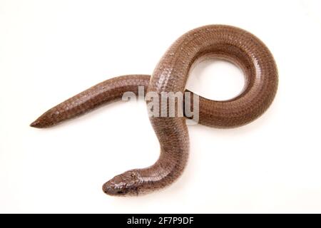 Europäischer langsamer Wurm, Blindwurm, langsamer Wurm (Anguis fragilis), Draufsicht, Ausschnitt Stockfoto