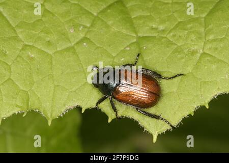 Gartenschäfer (Phyllopertha horticola, Phylloperta horticola), sitzt auf einem Blatt, Österreich Stockfoto