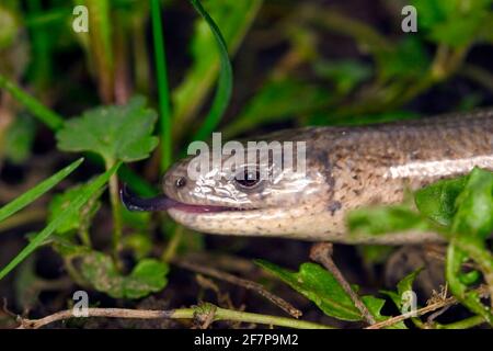 Europäischer langsamer Wurm, Blindwurm, langsamer Wurm (Anguis fragilis), Porträt, Seitenansicht, Österreich Stockfoto