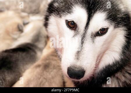 Sibirischer Husky (Canis lupus f. familiaris), Portrait, Vorderansicht Stockfoto