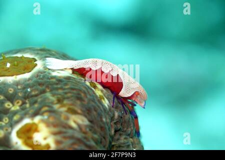 Kaiser Shrimp (Zenopontonia rex), auf einer Leoparden-Seegurke (Bohadschia argus), Indonesien, Molukken, Napo Talimao Stockfoto