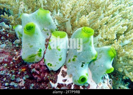 Grünes Riff, Meerspritzer (Didemnum molle), an einem Korallenriff, Indonesien, Molukken Stockfoto