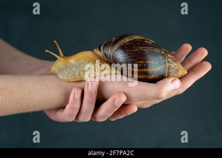 Große braune Schnecke Achatina auf der Hand. Die afrikanische Schnecke, die zu Hause als Haustier angebaut wird und auch in der Kometologie verwendet wird. Tier Seitenansicht auf einem isolierten schwarzen Hintergrund. Kopieren Sie die Spase Stockfoto