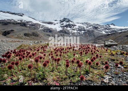 Shackleton Valley, in der Nähe von Stromness, südgeorgien, antarktis Stockfoto