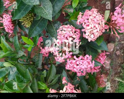 Kleine Rosa Chinesische Ixora Blume Im Garten Stockfoto