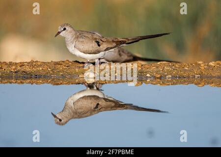 Weibliche Namaqua-Taube (Oena capensis) die Männchen haben gelbe und rote Schnäbel, während das Weibchen (hier) einen schwarzen Schnabel hat. Diese Taube ist auf der Nahrungssaat. Das ist es Stockfoto