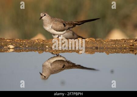 Weibliche Namaqua-Taube (Oena capensis) die Männchen haben gelbe und rote Schnäbel, während das Weibchen (hier) einen schwarzen Schnabel hat. Diese Taube ist auf der Nahrungssaat. Das ist es Stockfoto