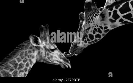 Mutter Giraffe Küssen Sie Süß Baby Giraffe Stockfoto