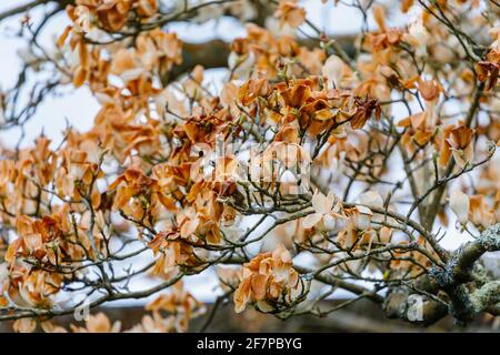 Weiße Magnolienblüten, deren Blütenblätter in Kent, Südostengland, durch unsaisonale Frostschäden im späten Frühjahr braun geworden sind, weil sie gefroren und verbrannt wurden Stockfoto