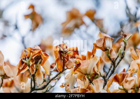 Weiße Magnolienblüten, deren Blütenblätter in Kent, Südostengland, durch unsaisonale Frostschäden im späten Frühjahr braun geworden sind, weil sie gefroren und verbrannt wurden Stockfoto