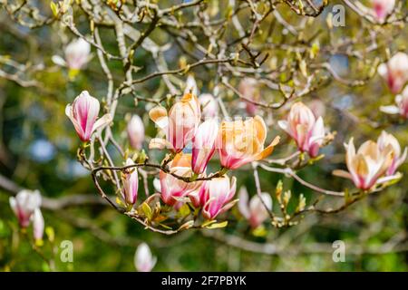 Rosafarbene und weiße Magnolienblüten wurden in Surrey, Südostengland, braun, weil sie durch unsaisonale Frostschäden im späten Frühjahr gefroren und verbrannt wurden Stockfoto