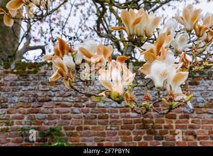 Weiße Magnolienblüten, deren Blütenblätter in Kent, Südostengland, durch unsaisonale Frostschäden im späten Frühjahr braun geworden sind, weil sie gefroren und verbrannt wurden Stockfoto