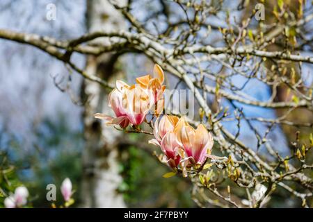 Rosafarbene und weiße Magnolienblüten wurden in Surrey, Südostengland, braun, weil sie durch unsaisonale Frostschäden im späten Frühjahr gefroren und verbrannt wurden Stockfoto