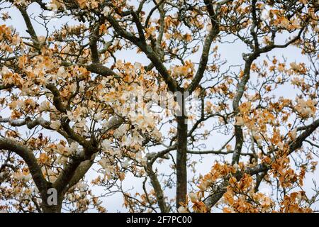 Weiße Magnolienblüten, deren Blütenblätter in Kent, Südostengland, durch unsaisonale Frostschäden im späten Frühjahr braun geworden sind, weil sie gefroren und verbrannt wurden Stockfoto