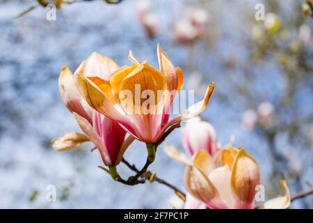 Rosafarbene und weiße Magnolienblüten wurden in Surrey, Südostengland, braun, weil sie durch unsaisonale Frostschäden im späten Frühjahr gefroren und verbrannt wurden Stockfoto