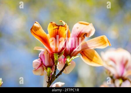 Rosafarbene und weiße Magnolienblüten wurden in Surrey, Südostengland, braun, weil sie durch unsaisonale Frostschäden im späten Frühjahr gefroren und verbrannt wurden Stockfoto