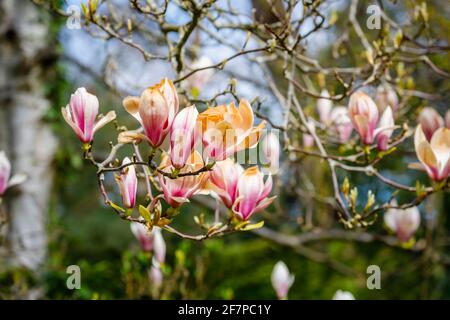 Rosafarbene und weiße Magnolienblüten wurden in Surrey, Südostengland, braun, weil sie durch unsaisonale Frostschäden im späten Frühjahr gefroren und verbrannt wurden Stockfoto