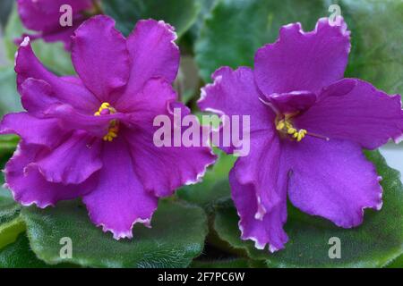 Nahaufnahme von violetten Veilchen auf einem verschwommenen Hintergrund. Stockfoto