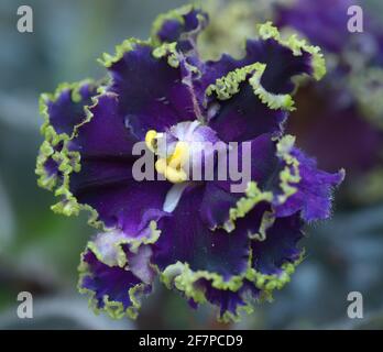Nahaufnahme von violetten Veilchen auf einem verschwommenen Hintergrund. Stockfoto