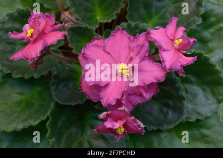 Nahaufnahme von rosa Veilchen auf einem unscharfen Hintergrund. Stockfoto