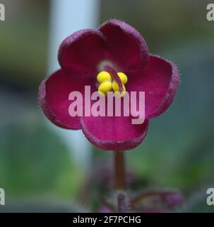 Nahaufnahme von rosa Veilchen auf einem unscharfen Hintergrund. Stockfoto