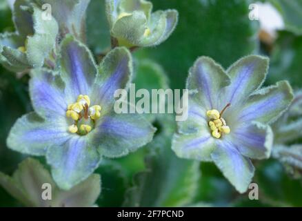 Nahaufnahme von blau-grünen Veilchen blühen auf einem verschwommenen Hintergrund. Stockfoto