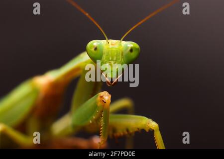 Weibliche europäische Gottesanbeterin oder Gottesanbeterin, Gottesanbeterin Religiosa. Grüne Gottesanbeterin. Nahaufnahme Stockfoto