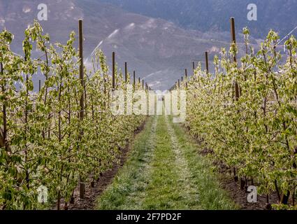 Apfelblüten bedeckt mit einer glitzernden Eisschicht. Eisstalaktiten auf Apfelpflanzen nach dem Gießen, wodurch das Einfrieren der Blüte verhindert wird Stockfoto