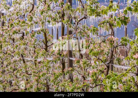 Apfelblüten bedeckt mit einer glitzernden Eisschicht. Eisstalaktiten auf Apfelpflanzen nach dem Gießen, wodurch das Einfrieren der Blüte verhindert wird Stockfoto