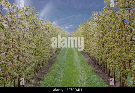 Apfelblüten bedeckt mit einer glitzernden Eisschicht. Eisstalaktiten auf Apfelpflanzen nach dem Gießen, wodurch das Einfrieren der Blüte verhindert wird Stockfoto