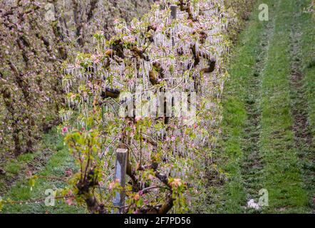 Apfelblüten bedeckt mit einer glitzernden Eisschicht. Eisstalaktiten auf Apfelpflanzen nach dem Gießen, wodurch das Einfrieren der Blüte verhindert wird Stockfoto