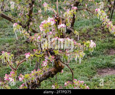 Apfelblüten bedeckt mit einer glitzernden Eisschicht. Eisstalaktiten auf Apfelpflanzen nach dem Gießen, wodurch das Einfrieren der Blüte verhindert wird Stockfoto