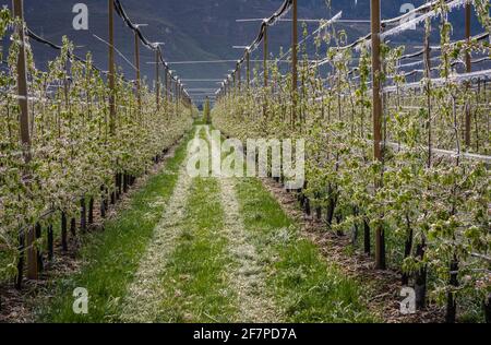 Apfelblüten bedeckt mit einer glitzernden Eisschicht. Eisstalaktiten auf Apfelpflanzen nach dem Gießen, wodurch das Einfrieren der Blüte verhindert wird Stockfoto