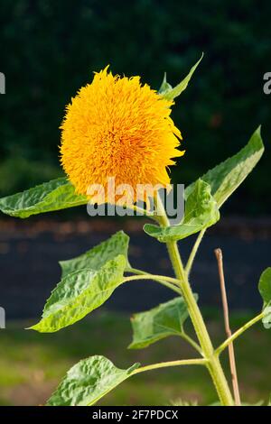 Sonnenblumenkerner Stockfoto
