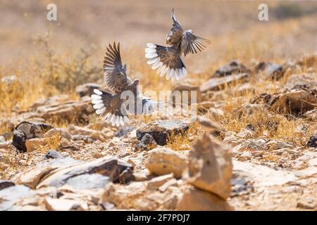 Ringhalstaube (Streptopelia capicola) im Flug Stockfoto