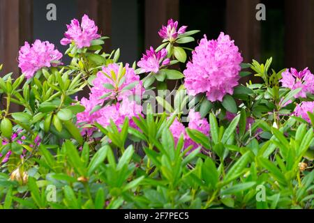 Schöne Flieder Rhododendron Blumen im Garten Stockfoto