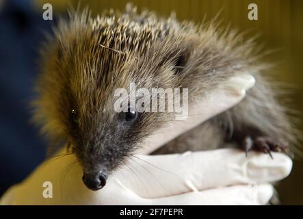 Tigiwinkles Wildlife Hospital in Buckinghamshire ..Young Hedgehog pic David Sandison Stockfoto