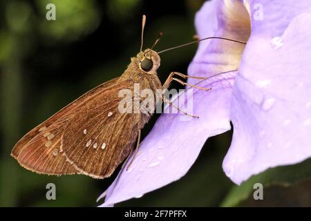 Dunkler gebänderter, schneller Schmetterling, Pelopidas agna, Ganeshgudi, Karnataka Indien Stockfoto