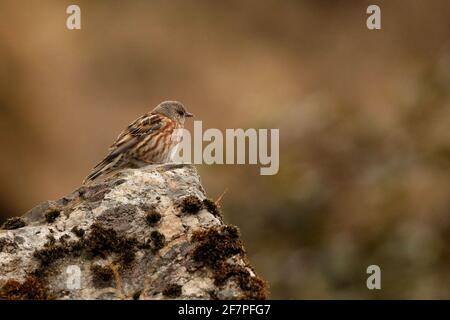 Altai Accentor, Prunella himalayana, Chopta, Uttarakhand, Indien Stockfoto